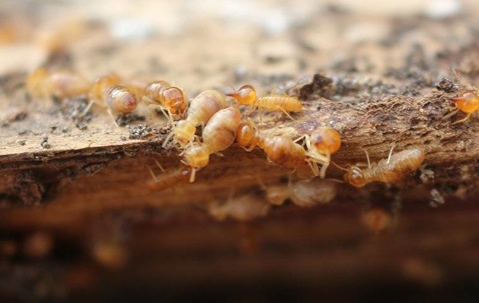 Termites destroying wood inside a house