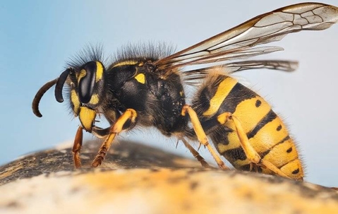 Yellow Jacket crawling on a branch.