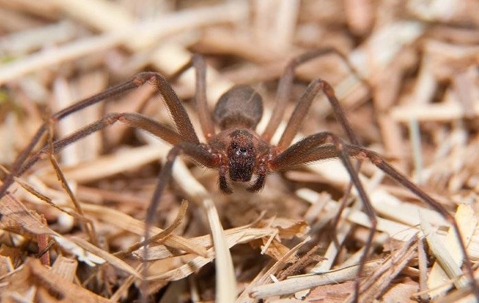 Brown Recluse Spider crawling in a yard.