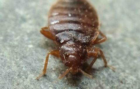 Bed bug on furniture.