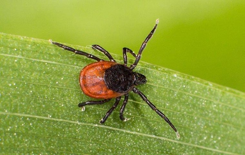 tick on a leaf