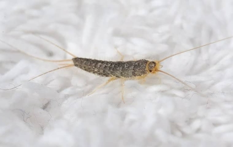 A close up image of a silverfish on a white flooring