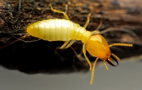 A termite on a log
