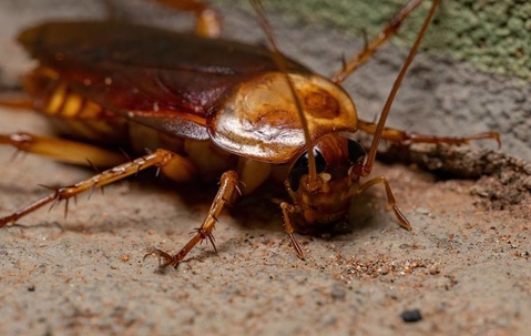 American cockroach crawling in a basement.