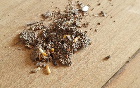 Termites in a dirt pile.