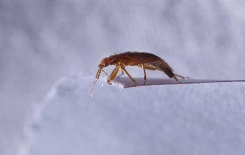 a bed bug crawling on bedding