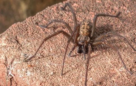 house spider on rock