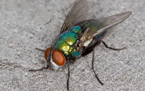 Fly on kitchen counter.