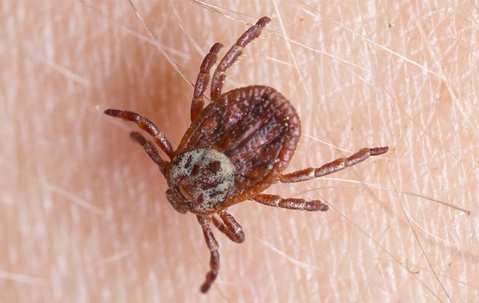 A tick biting human skin