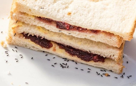 Ants eating a sandwich