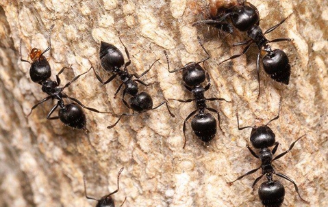 Ants crawling on wood.