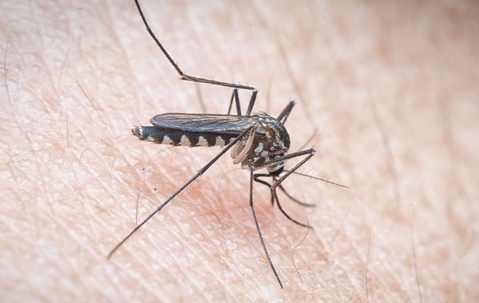 Mosquito biting someone's skin.