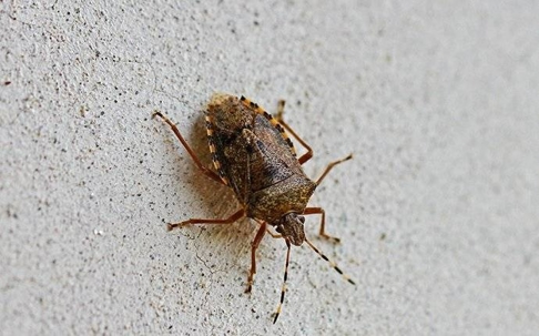 A stink bug in a concrete ground