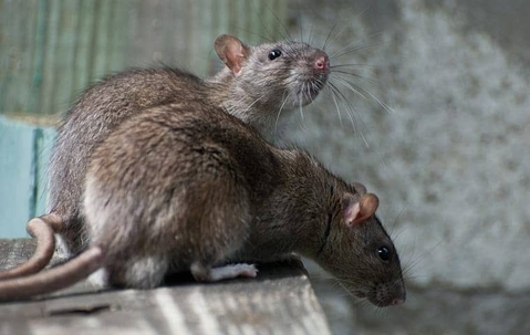 Two rats on a piece of wood