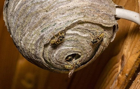 Wasps on their nest