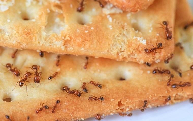 Ants
