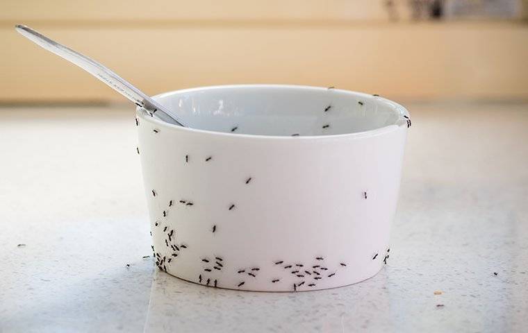 Ants