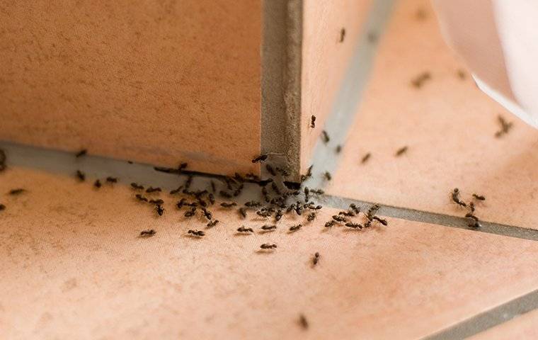 Ants