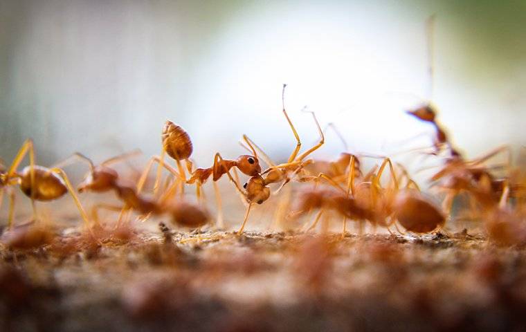 Ants