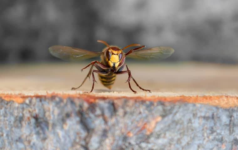 hornet-flying-near-landscaping