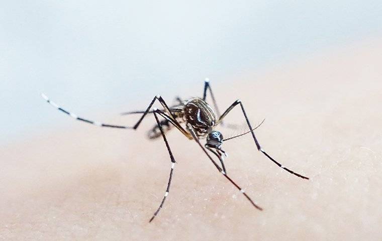 Mosquito