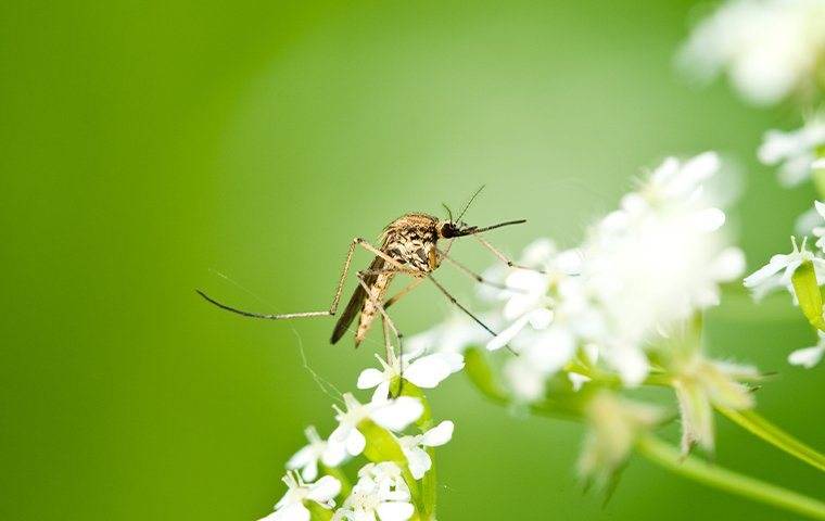 Mosquito