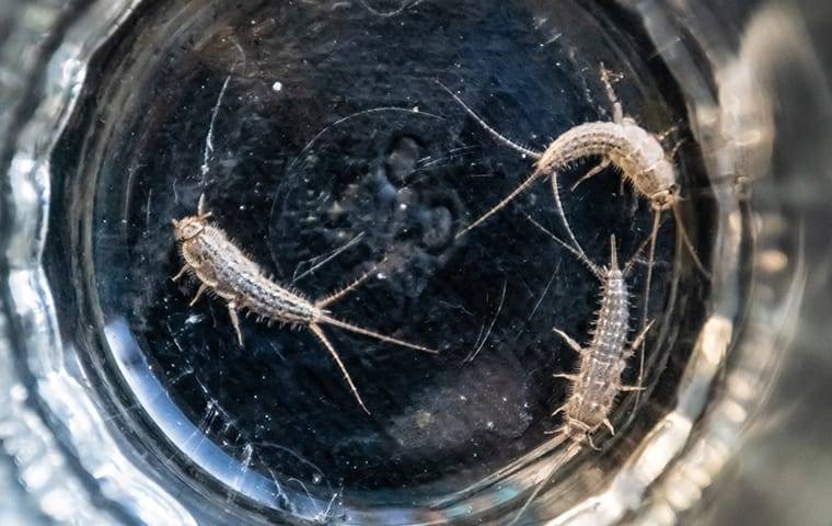 Silverfish