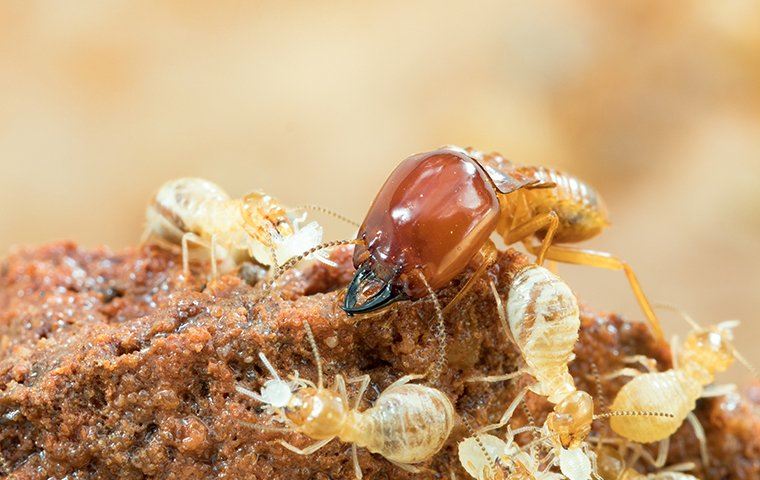 Termites crawling on damaged wood.