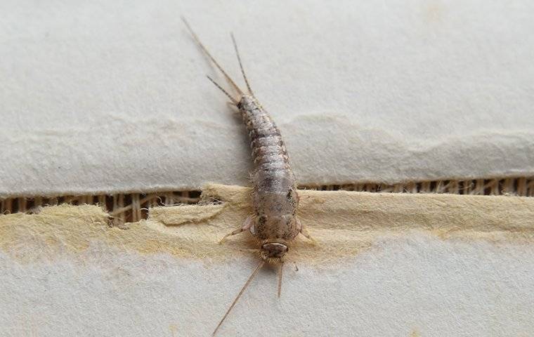 Silverfish