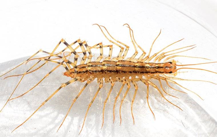 Blog - Five Simple Tricks To Keep Centipedes Out Of Your Charlotte, NC Home