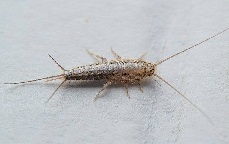 Silverfish Cockroach Blog - The Best Pest Control Management For Silverfish (Greenville ...