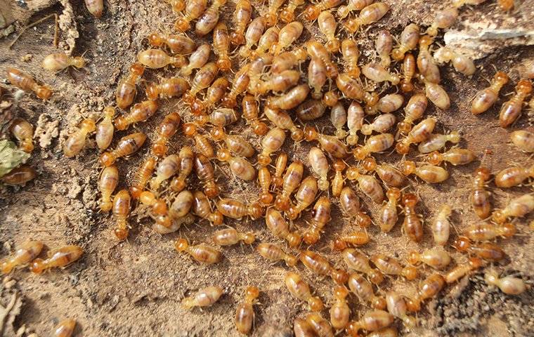 termites