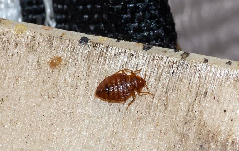 bed bug
