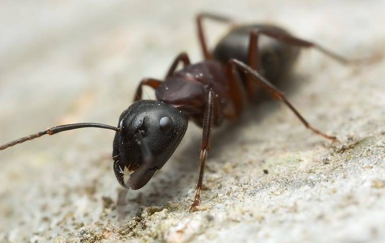 Greensboro's Secret Weapon To Effective Ant Control