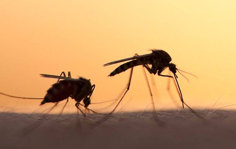 Mosquitoes