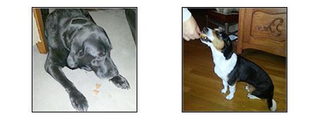 Dogs