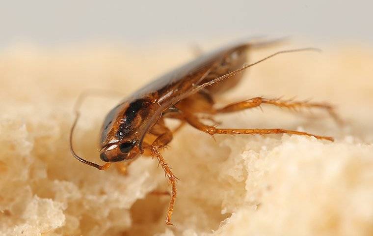 Blog - How Dangerous Are The Cockroaches In Columbia, SC?
