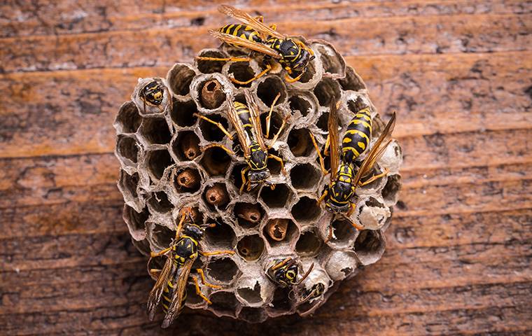 nest