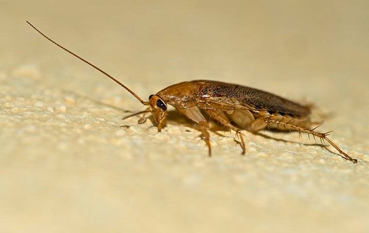 The Ultimate Guide To Cockroach Control And Prevention For Greensboro ...