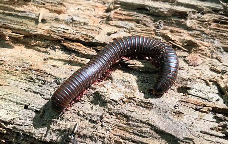 Millipedes